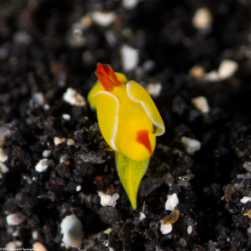 Siphopteron quadrispinosum (Four-Spined Slug)