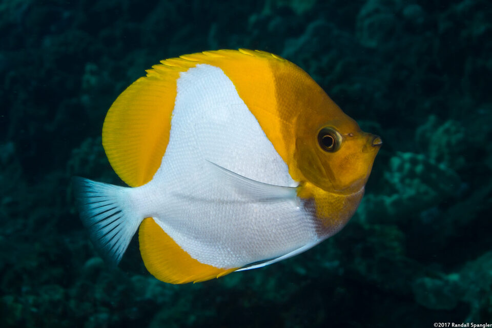 Hemitaurichthys polylepis (Pyramid Butterflyfish)