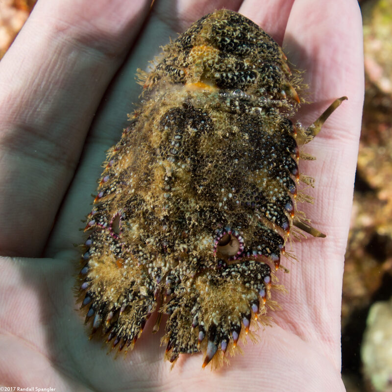Parribacus antarcticus (Sculptured Slipper Lobster); A tiny one which got knocked off the wall by the previous diver swimming through.  Fin carefully, folks.