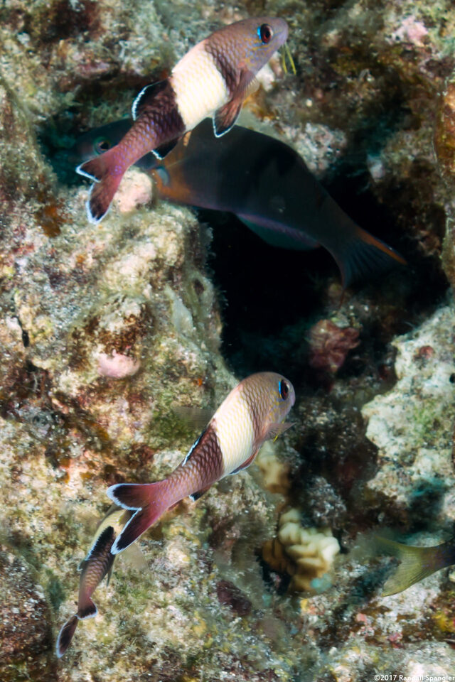 Parupeneus insularis (Island Goatfish)