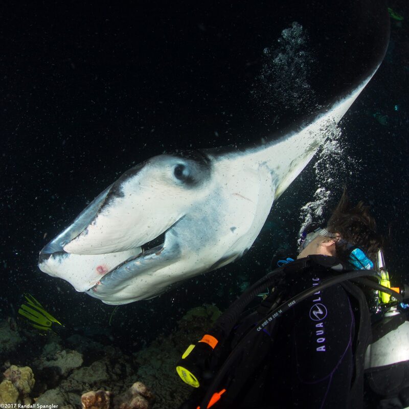 Mobula alfredi (Coastal Manta Ray)