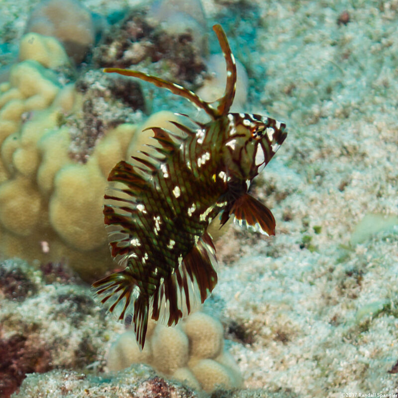 Novaculichthys taeniourus (Rockmover Wrasse)