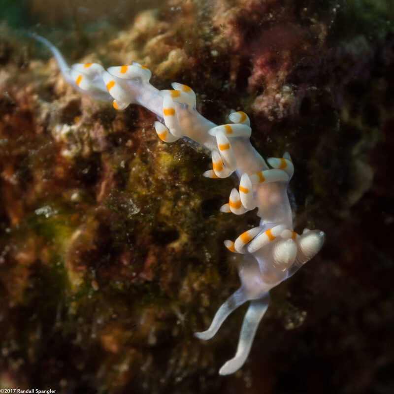 Samla bicolor (Bicolor Nudibranch)