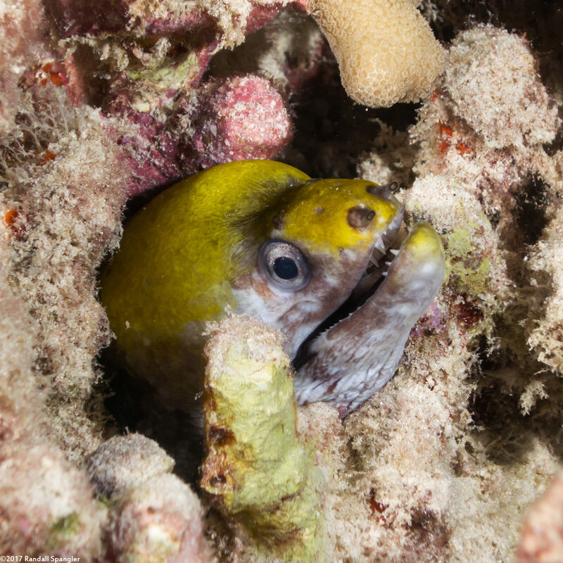 Gymnothorax rueppelliae (Yellowhead Moray)