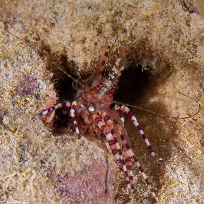 Saron marmoratus (Common Marbled Shrimp)