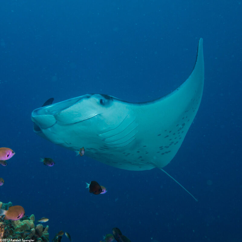 Mobula alfredi (Coastal Manta Ray)