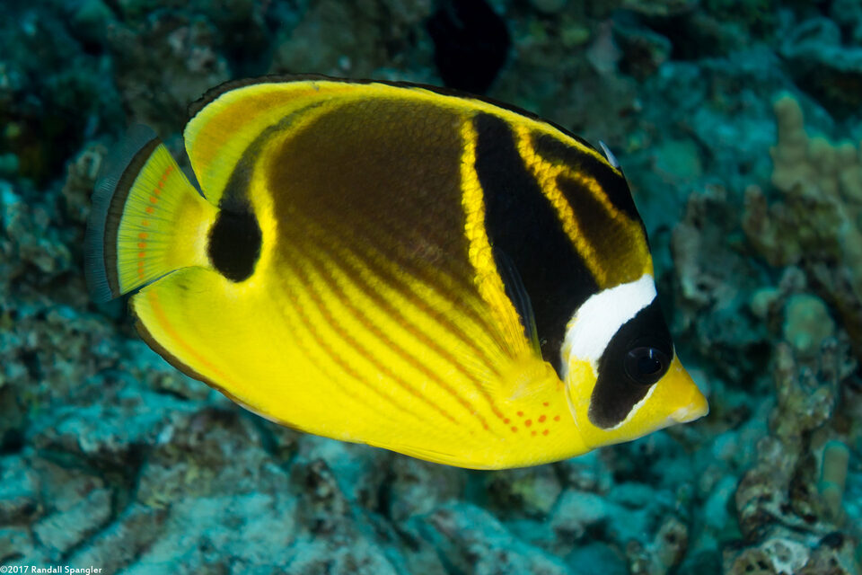Chaetodon lunula (Raccoon Butterflyfish)