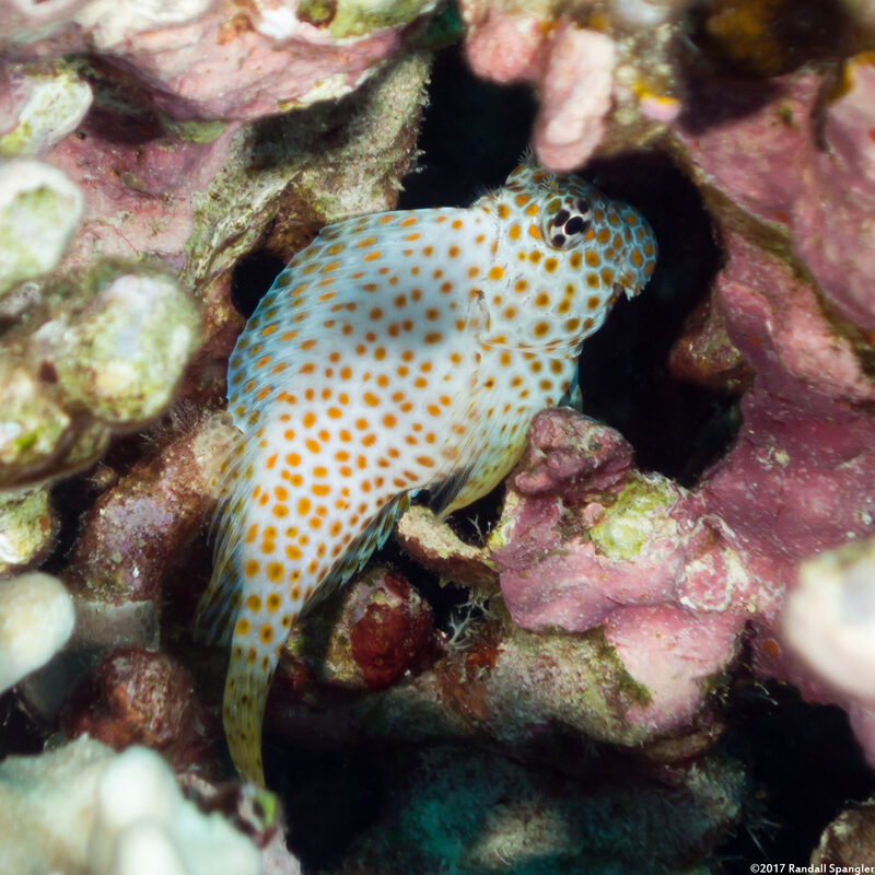 Exallias brevis (Spotted Coral Blenny)