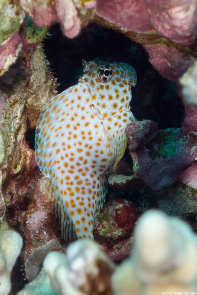Exallias brevis (Spotted Coral Blenny)