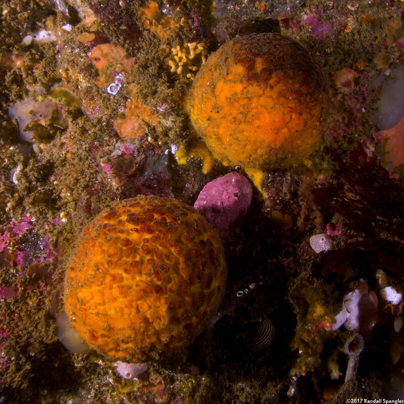 Tethya aurantium (Orange Puffball Sponge)