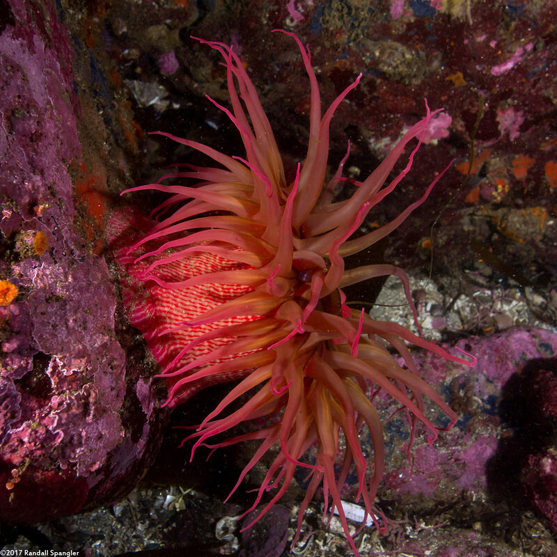 Urticina eques (White-Spotted Rose Anemone)