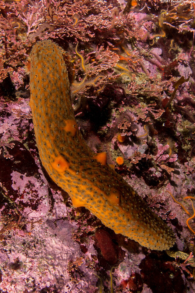 Apostichopus parvimensis (Warty Sea Cucumber)