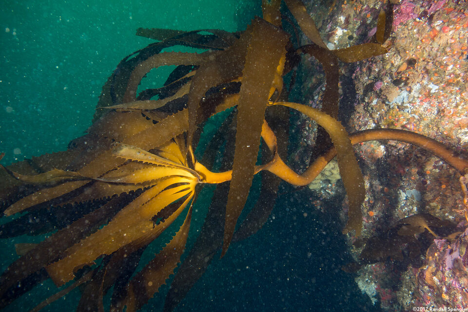 Eisenia arborea (Southern Sea Palm)