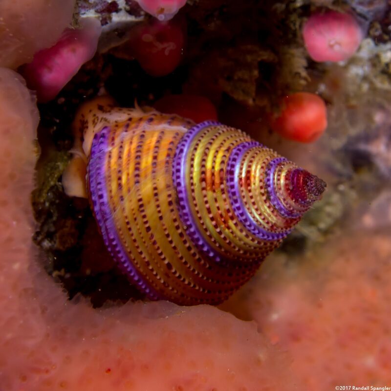 Calliostoma annulatum (Blue-Ring Top Snail)