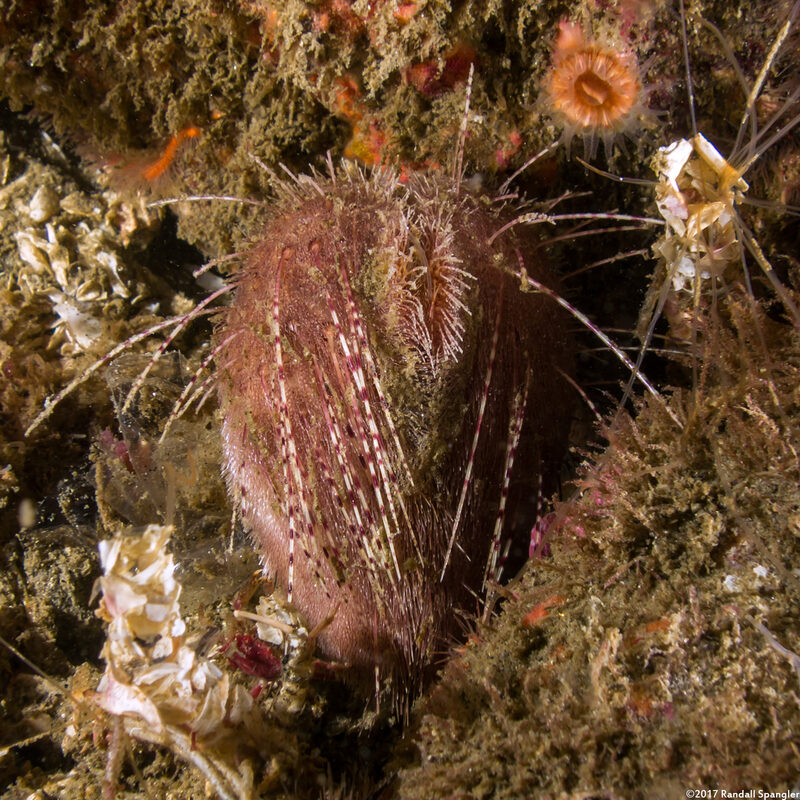 Lovenia cordiformis (Heart Urchin)