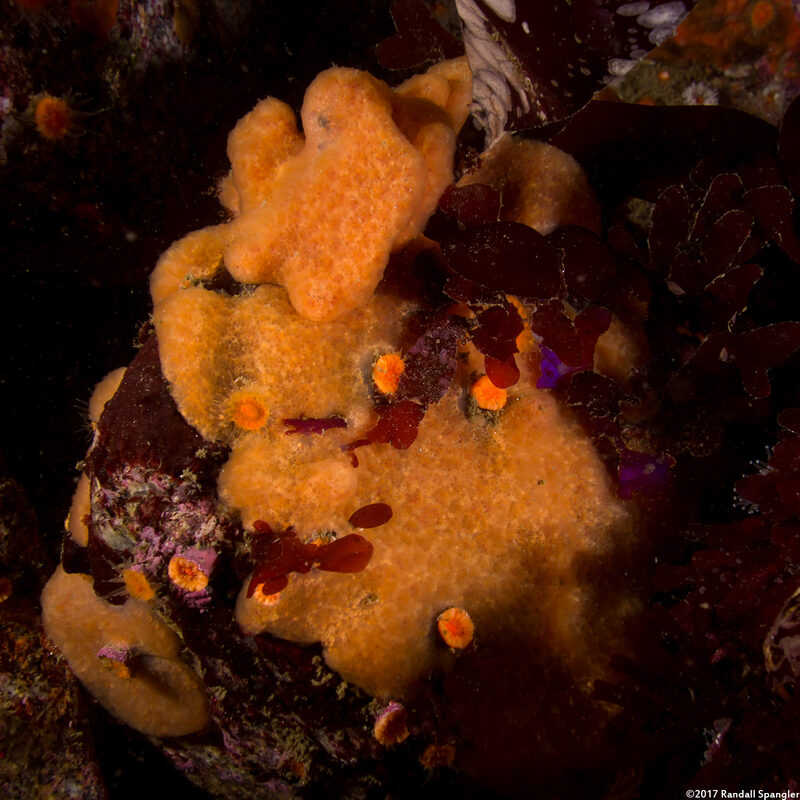 Aplidium californicum (Sea Pork)