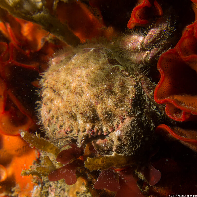 Romaleon antennarium (Pacific Rock Crab)