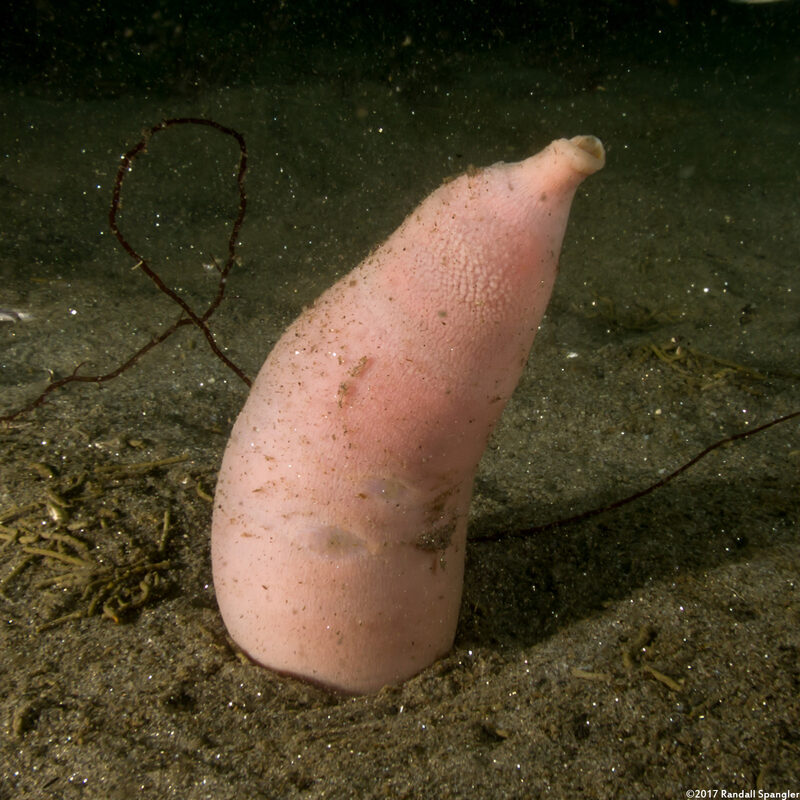 Urechis caupo (Fat Innkeeper Worm)