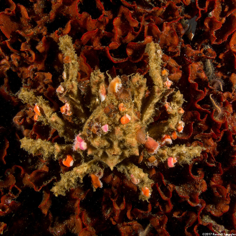 Loxorhynchus crispatus (Masking Crab)