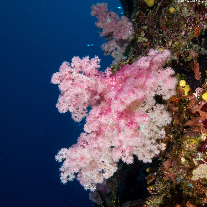 Dendronephthya sp.1 (Dendronephthya)