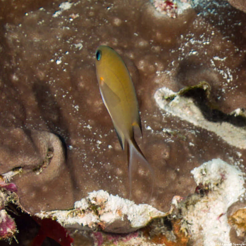 Chromis amboinensis (Ambon Chromis)