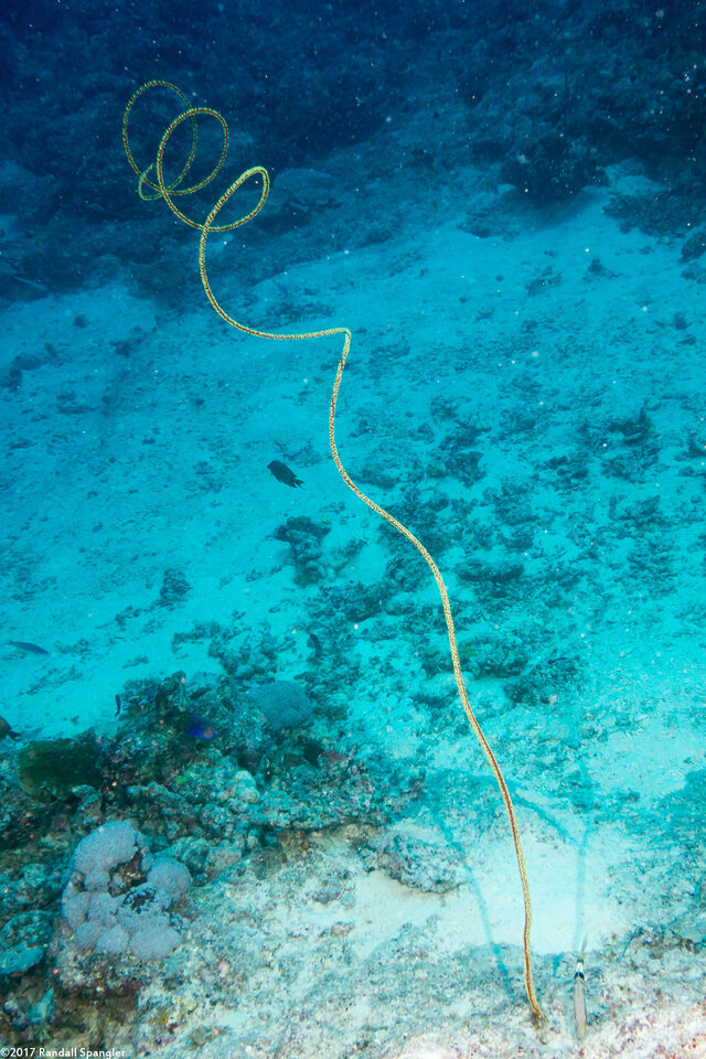Cirrhipathes anguina (Common Wire Coral)