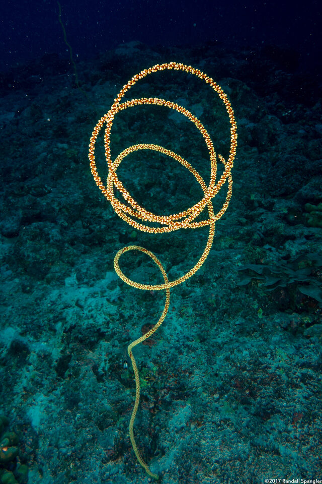 Cirrhipathes anguina (Common Wire Coral)