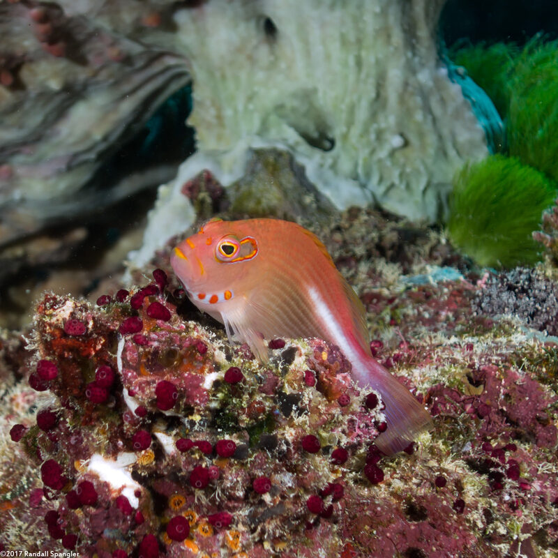 Paracirrhites arcatus (Arc-Eye Hawkfish)
