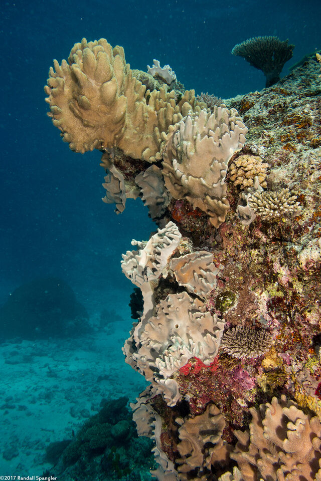 Sinularia sp.1 (Leather Coral)