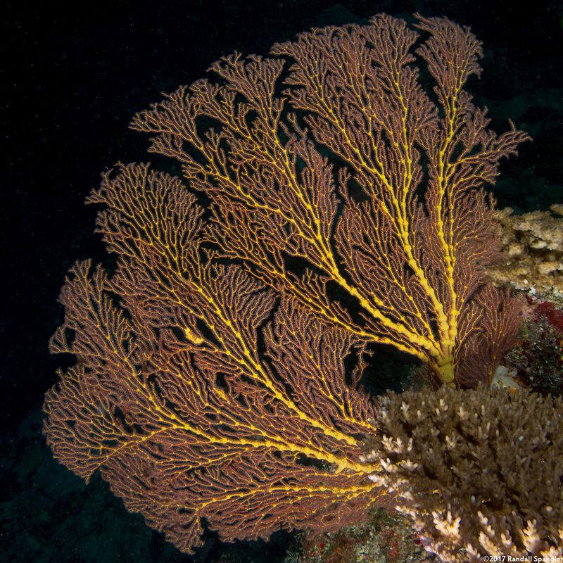 Subergorgia sp.1 (Subergorgia)