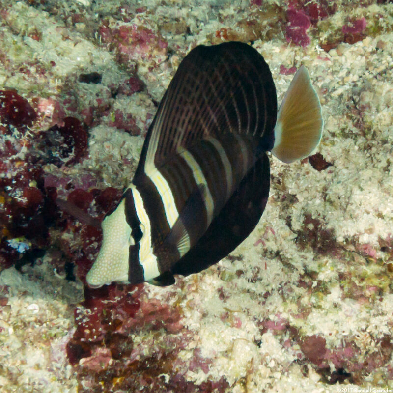 Zebrasoma veliferum (Pacific Sailfin Tang)