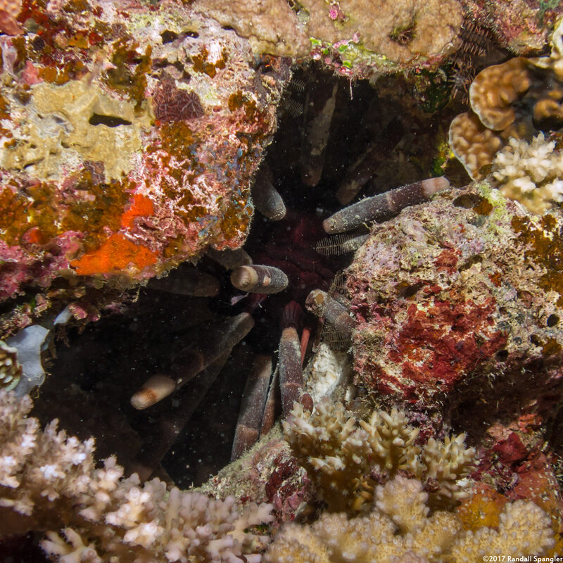 Phyllacanthus imperialis (Imperial Lance Urchin)