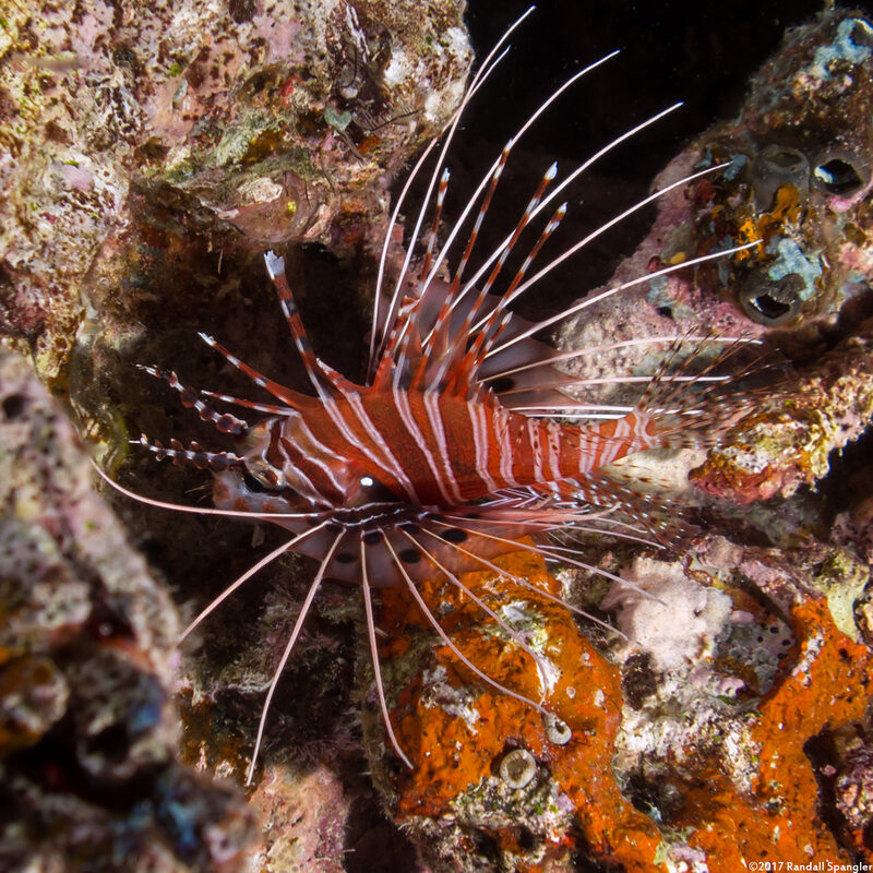 Pterois antennata (Spotfin Lionfish)