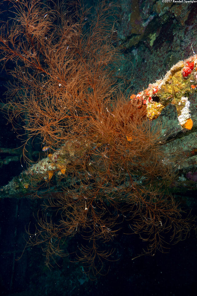 Myriopathes cf. japonica (Myriopathes cf. japonica)