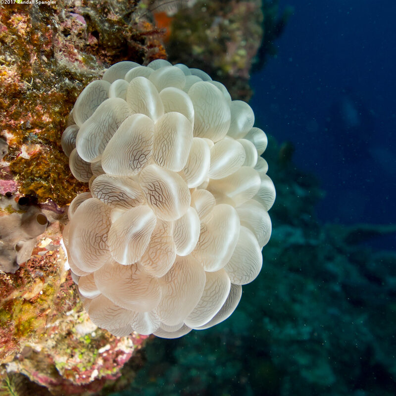 Plerogyra sinuosa (Pearl Bubble Coral)