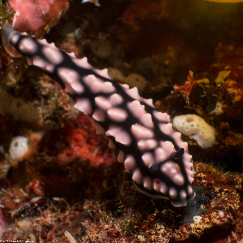 Phyllidiella pustulosa (Pustulose Phyllidia)