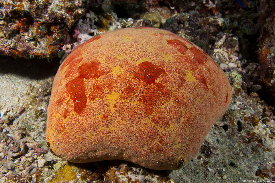 Culcita novaeguineae (Cushion Star)