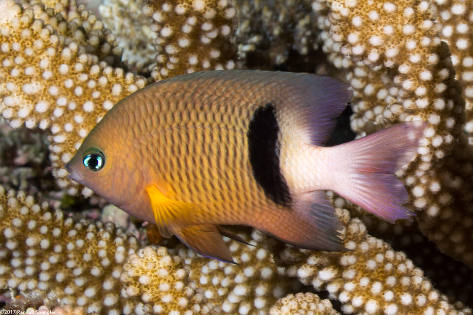 Plectroglyphidodon dickii (Blackbar Damsel)