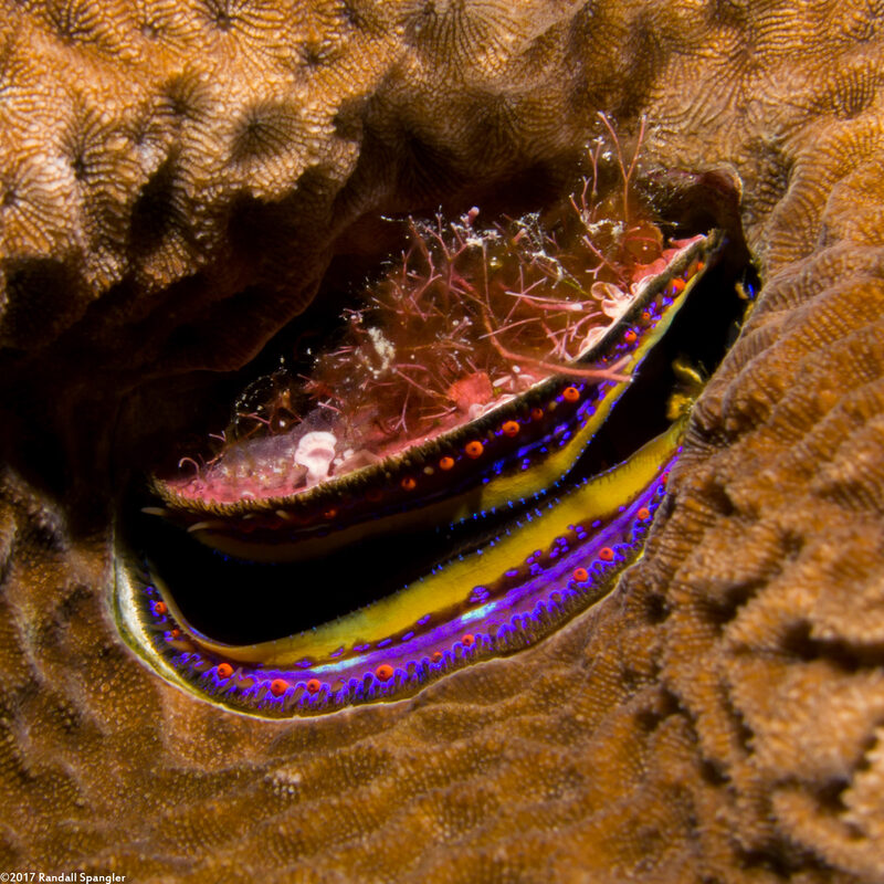 Pedum spondyloideum (Iridescent Scallop)