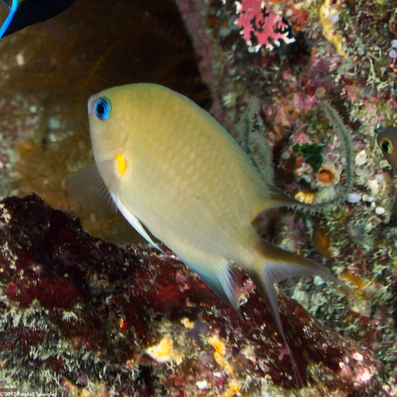 Chromis amboinensis (Ambon Chromis)