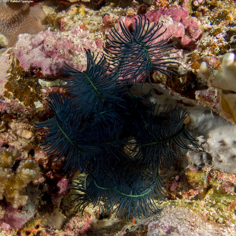 Clarkcomanthus mirabilis (Extraordinary Feather Star)