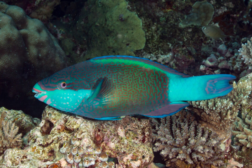 Scarus frenatus (Bridled Parrotfish)