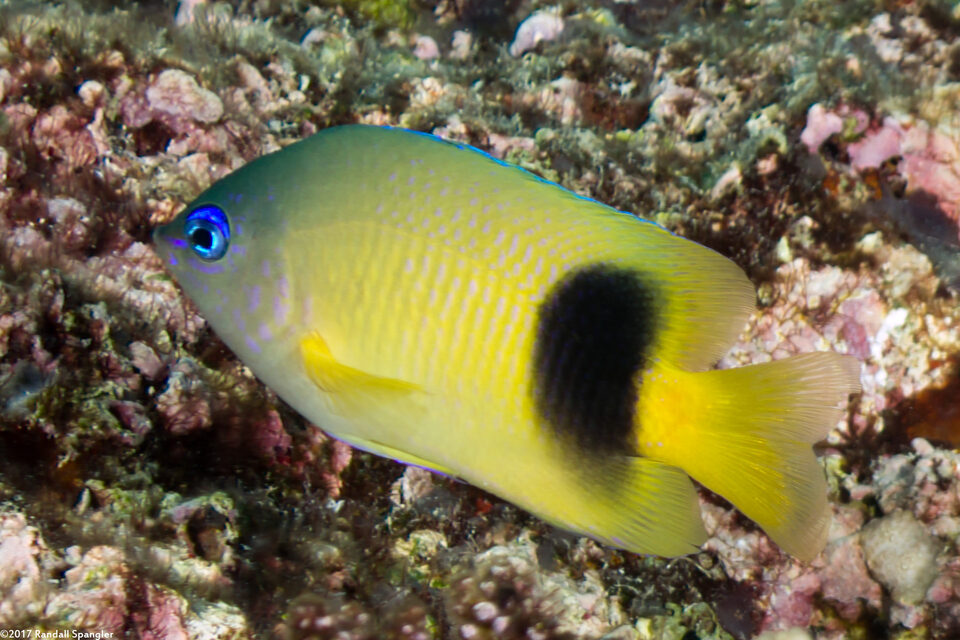 Plectroglyphidodon johnstonianus (Johnston Damsel)