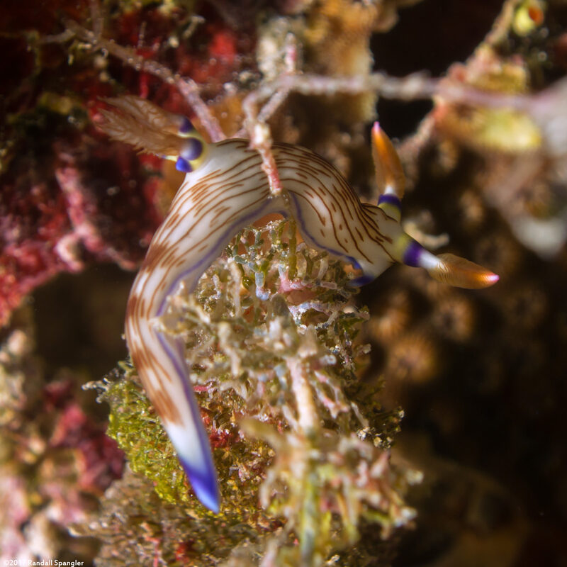 Nembrotha lineolata (Lined Nembrotha)