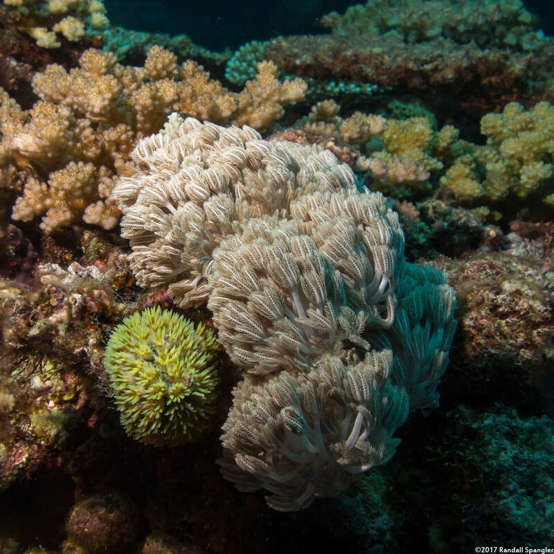 Heteroxenia fuscescens (Heteroxenia Fuscescens)