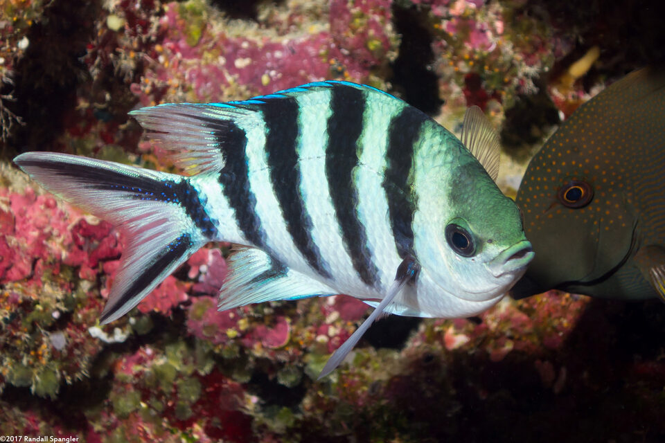 Abudefduf sexfasciatus (Scissortail Sergeant)