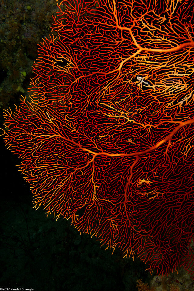 Annella mollis (Giant Sea Fan)