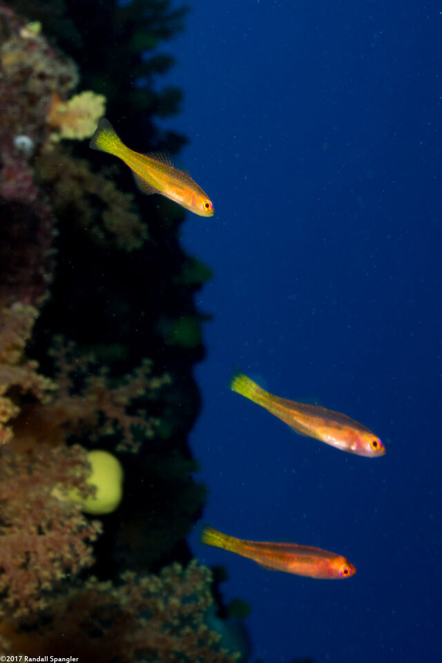 Trimma taylori (Cave Pygmygoby)