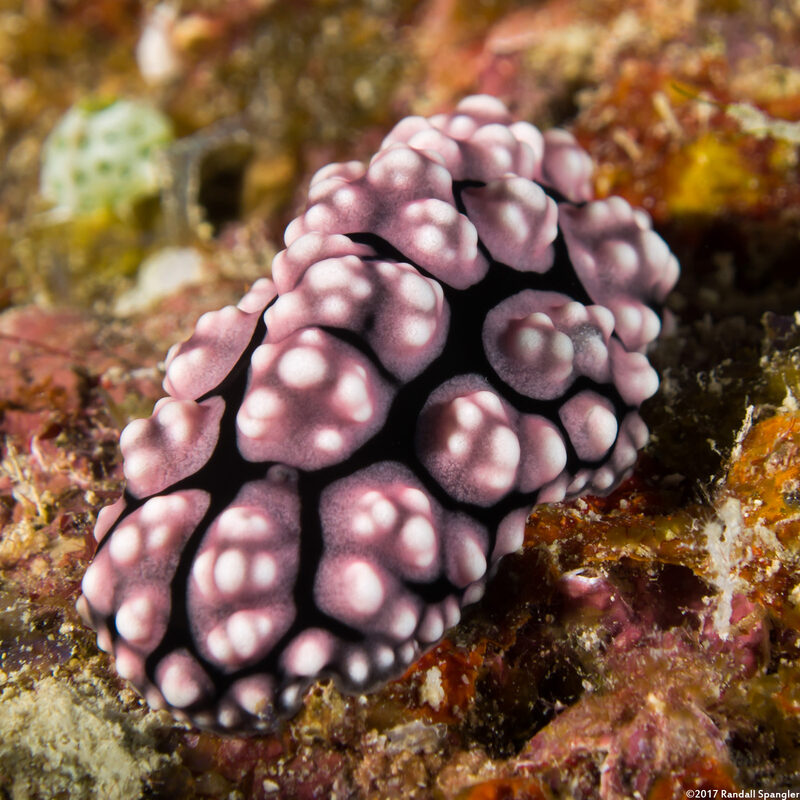 Phyllidiella cooraburrama (Phyllidiella Cooraburrama)