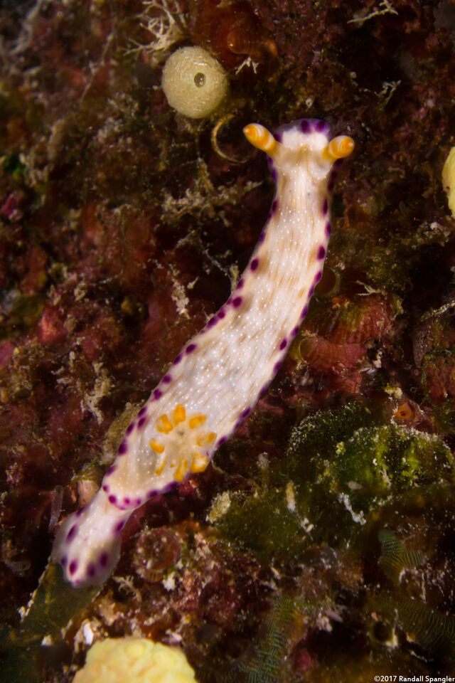 Hypselodoris skyleri (Hypselodoris skyleri)